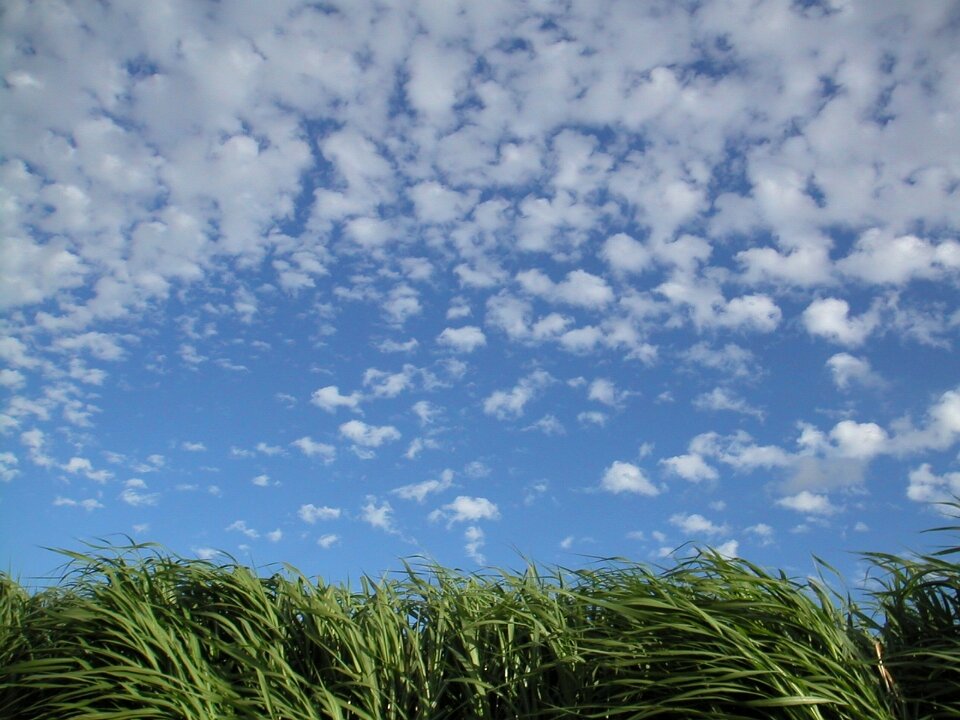 Blue sky field