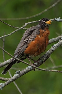 North america tennessee