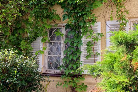 Wall facade climber plant photo