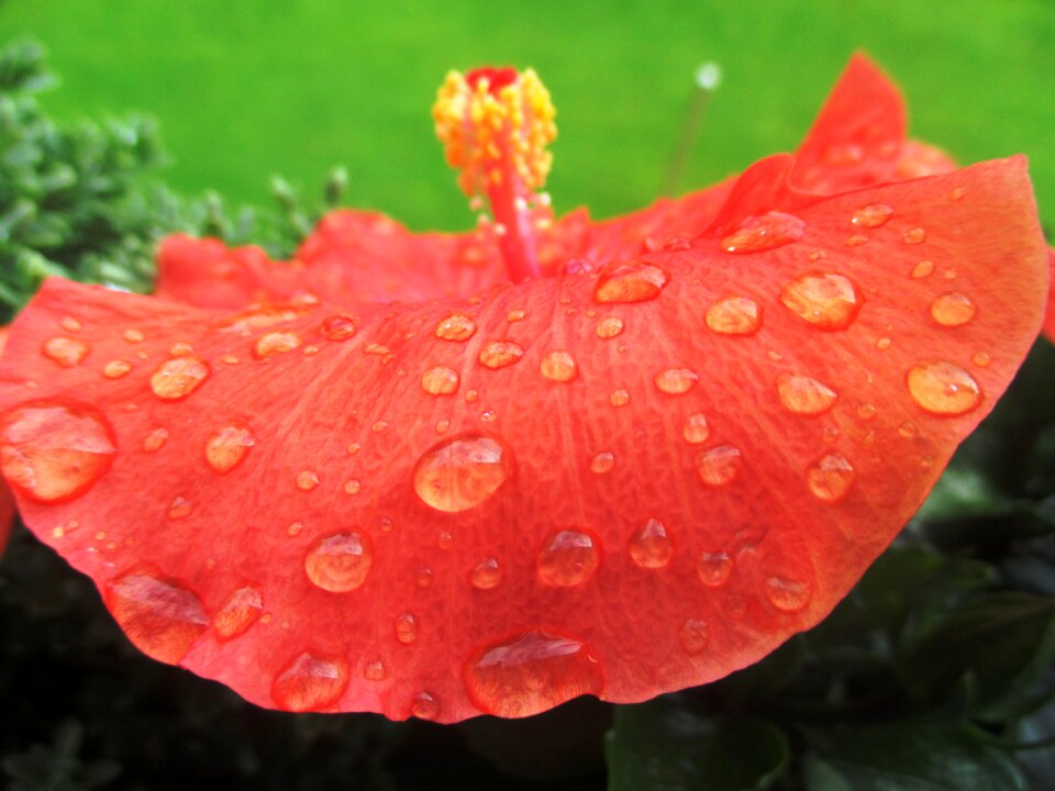 Bloom beautiful orange