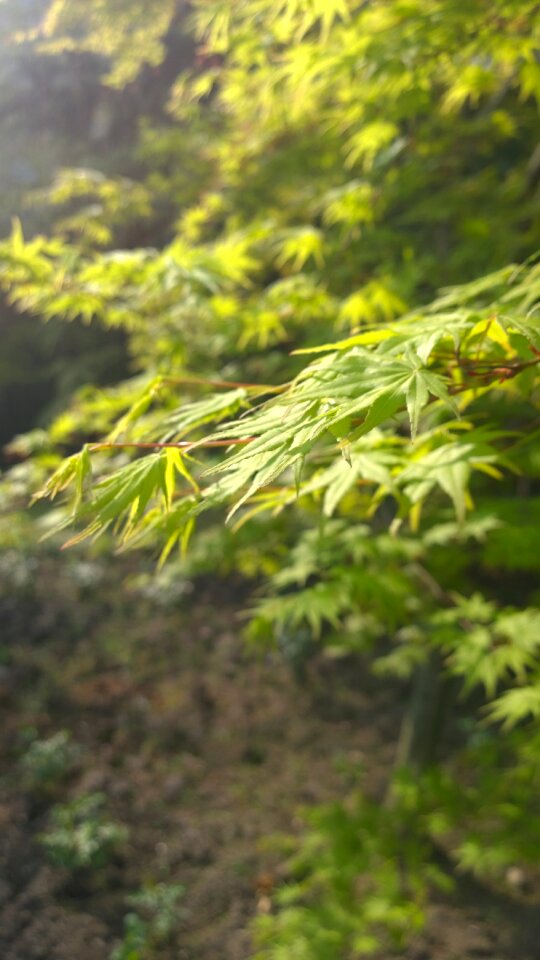 Maple natural green