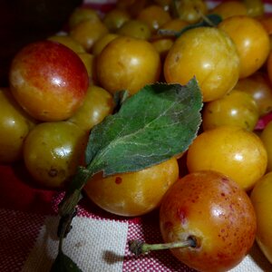 Yellow sweet stone fruit