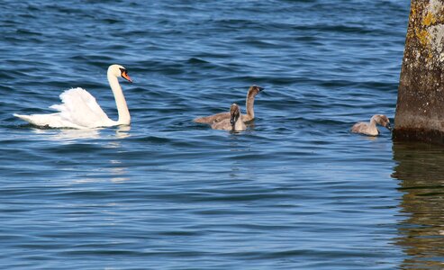 Young idyll harmonious