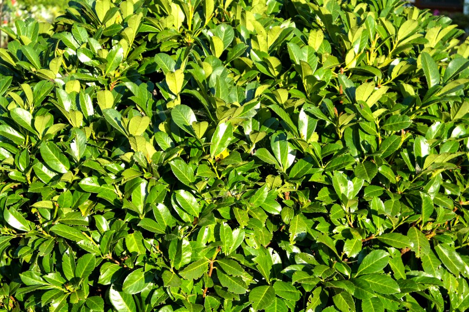 Plant leaves green