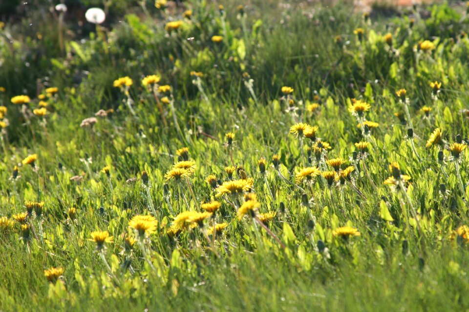 Keto yellow flower home