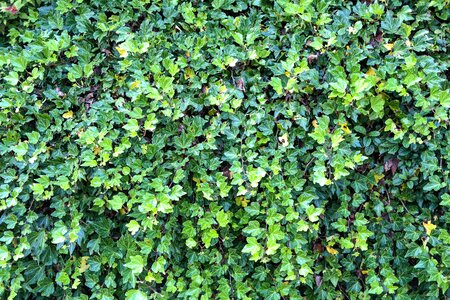 Plant leaf leaves