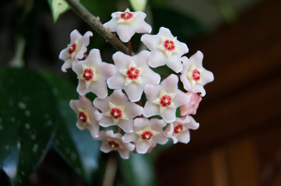 Hoji flower hoya carnosa hoja pink