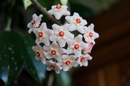 Hoji flower hoya carnosa hoja pink