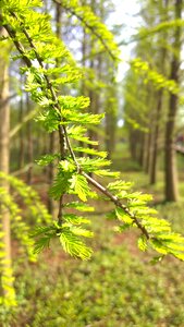 Bud spring forest