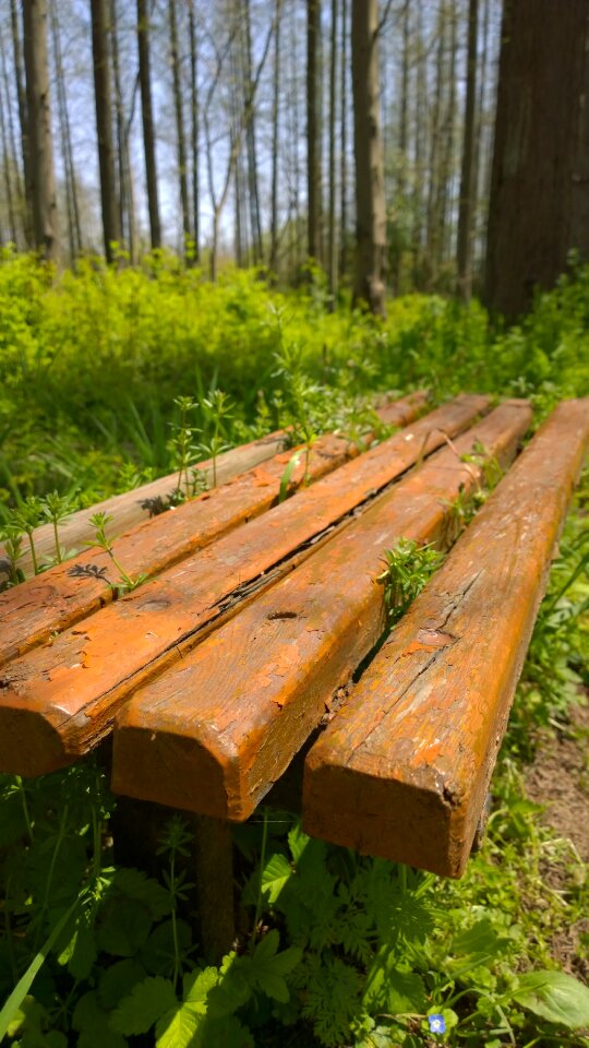Forest wooden stool grassland