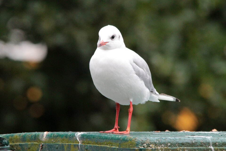 Gulls water bird species