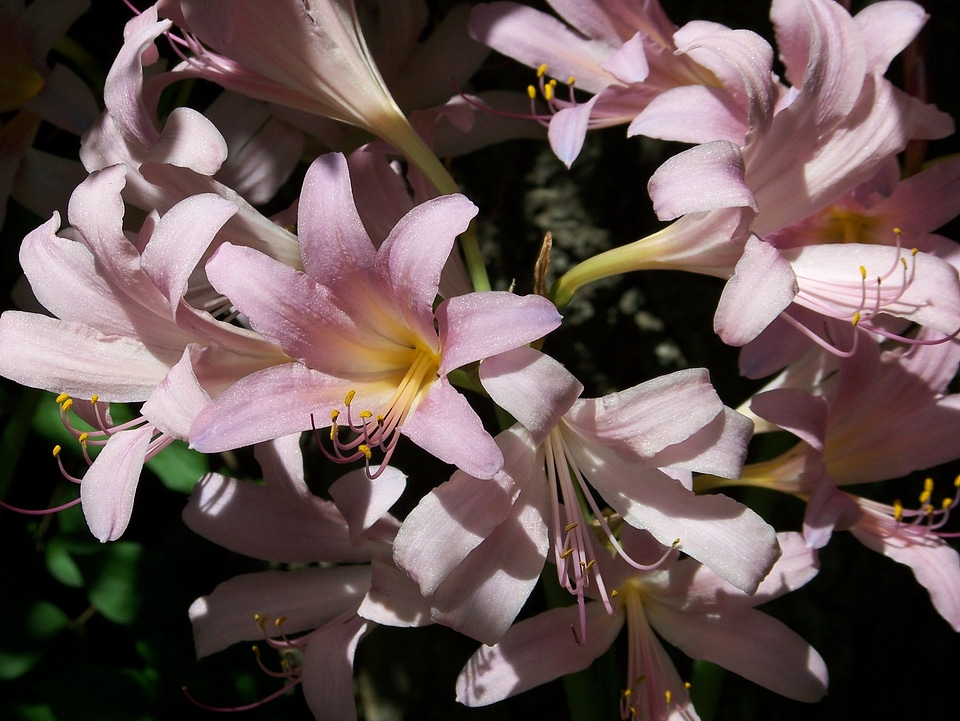 Pink summer flowers