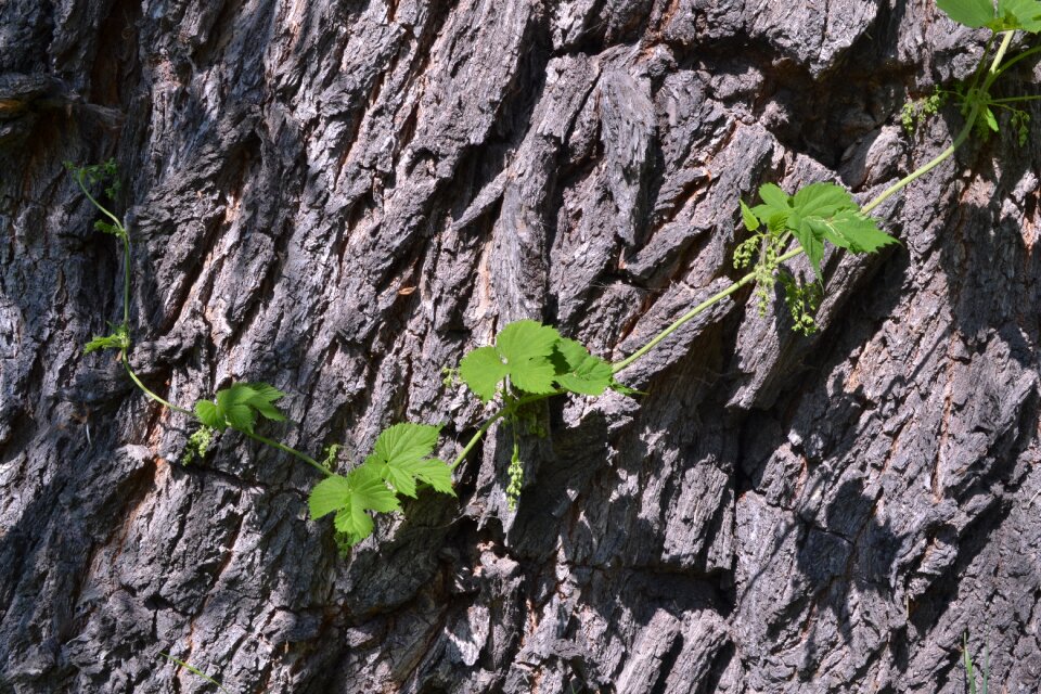 Tree trunk plant