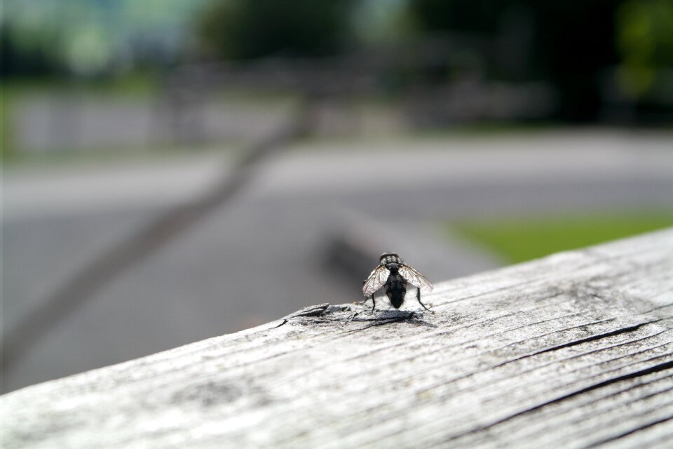 Fly wood wooden beams
