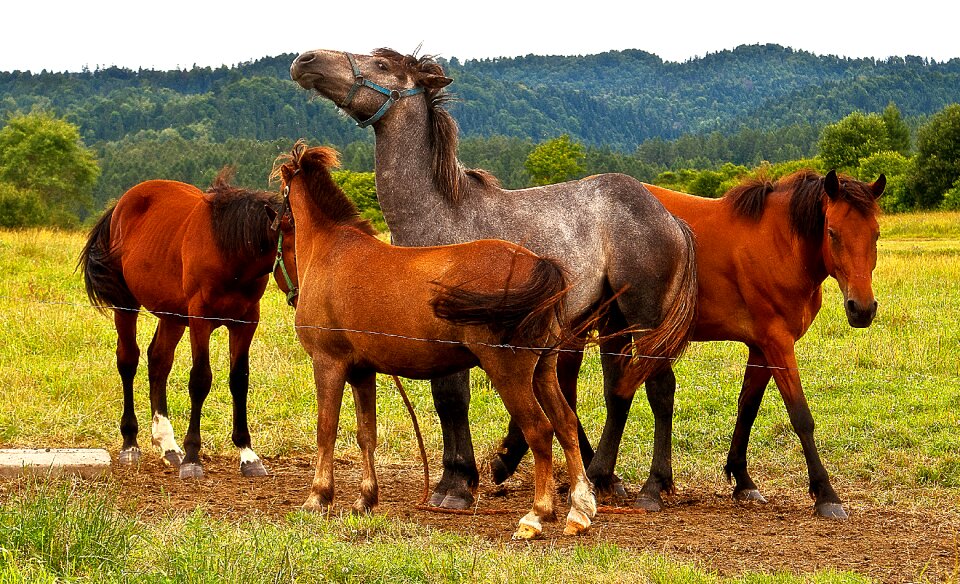 Meadow animal pony