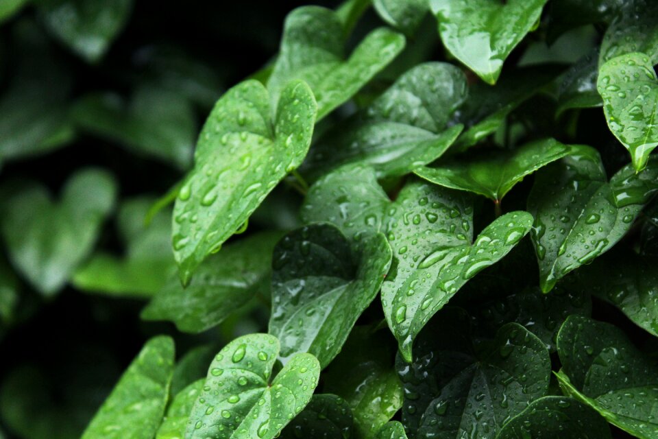 Corner plant leaf