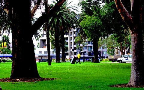 Green garden grass photo