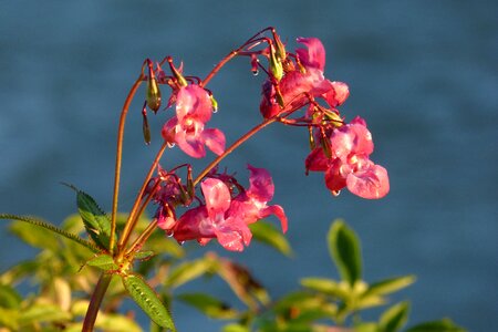 Plant seeds blossom