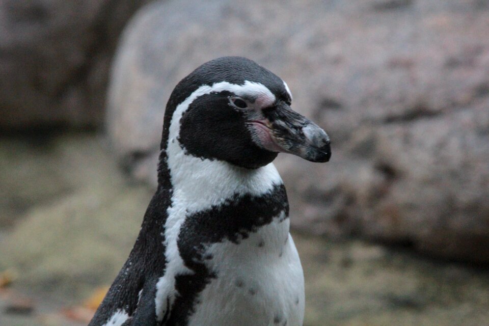 Peruvian penguin manchot de humboldt pingüino de humboldt