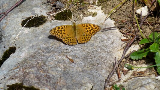 Edge ring mother-of-pearl moth boloria eunomia stone