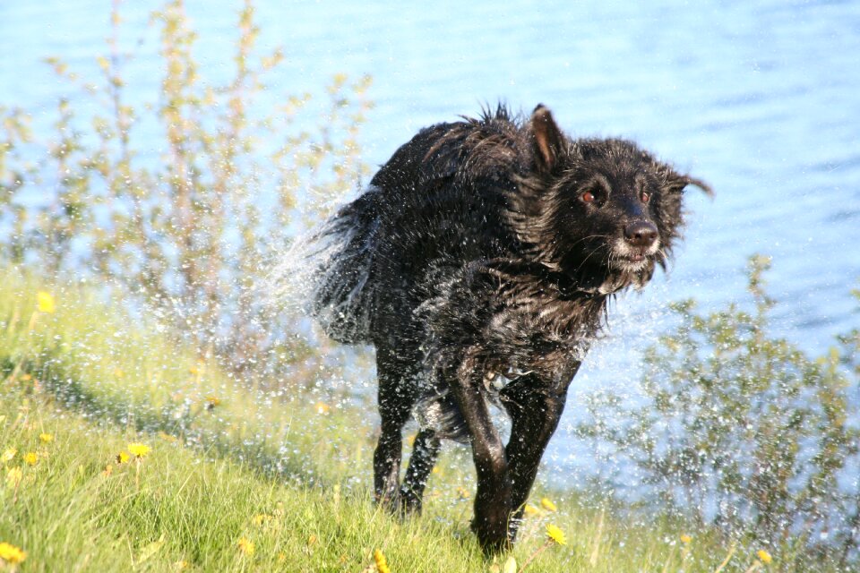 Happy groenendael belgian shepherd dog