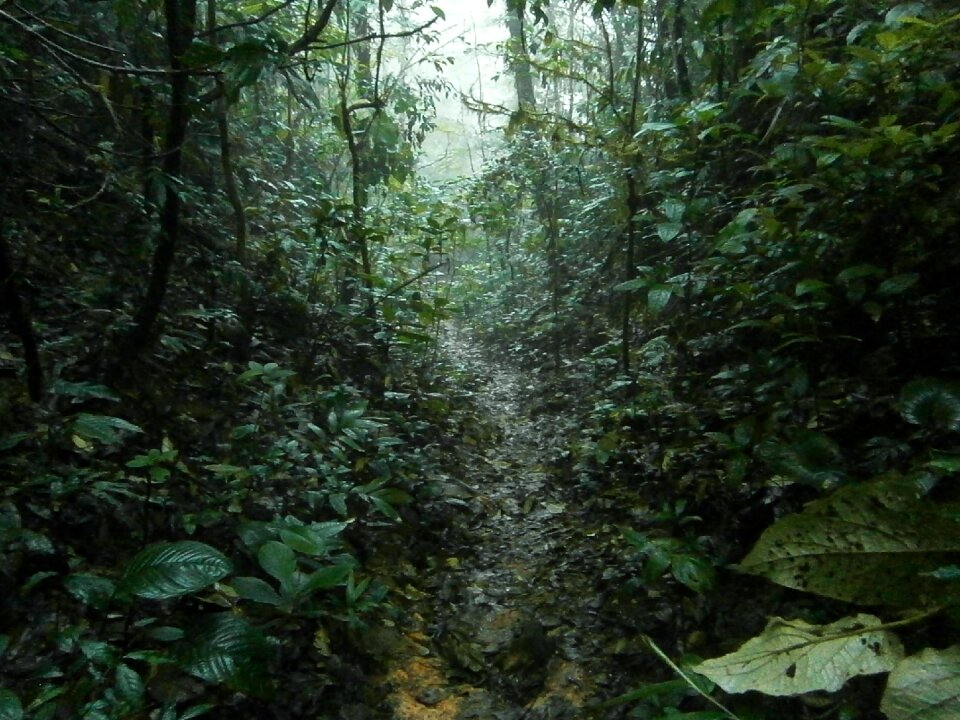 Trail hiking rainforest