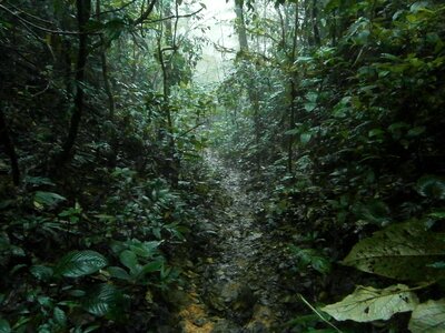 Trail hiking rainforest