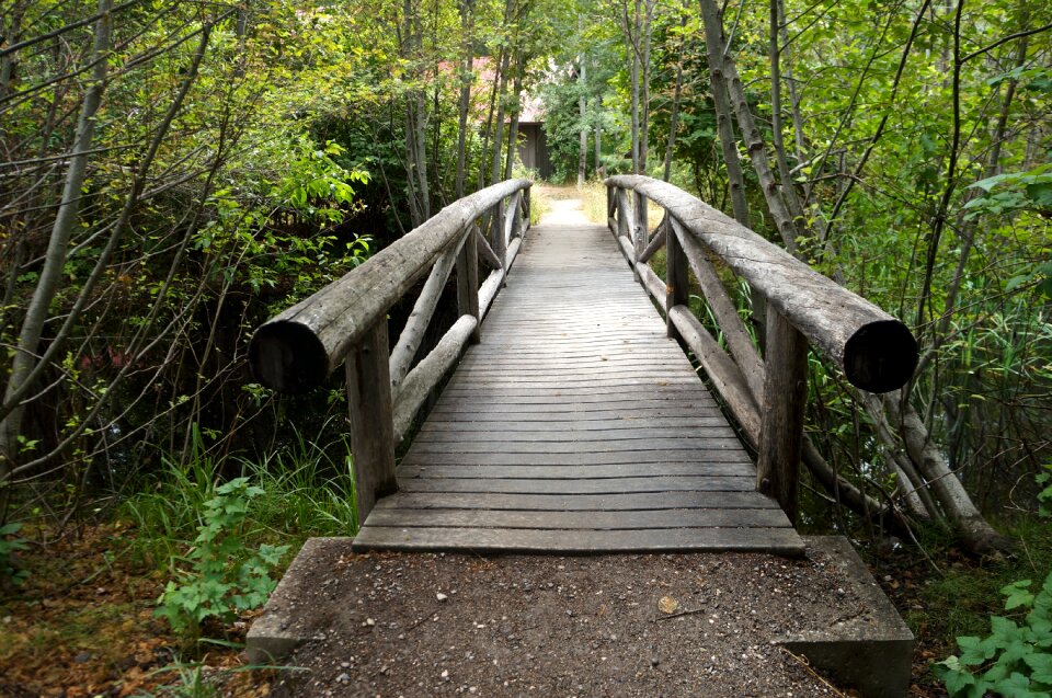 Wooden path natural