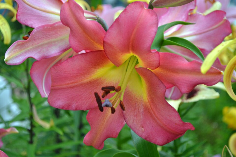 Leaves stamens pink