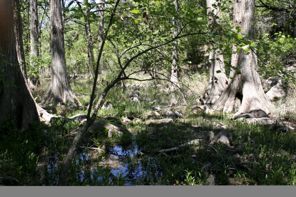 Trunk forest wet lands
