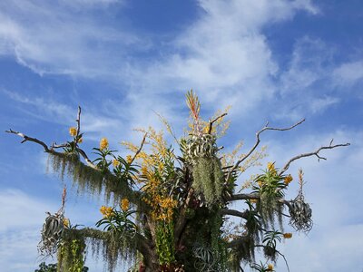 Floral fern bloom