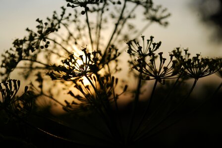 Koper west the sun photo