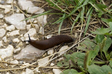 Away slowly mollusk