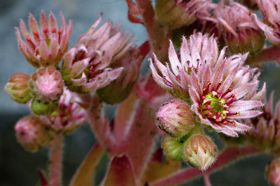 Plants blossom garden