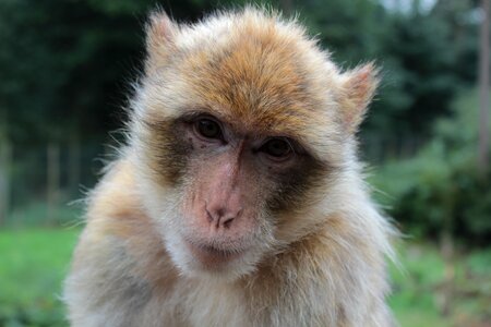 Ape macaca sylvanus mahogany photo