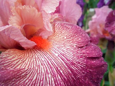 Flowers iris german iris