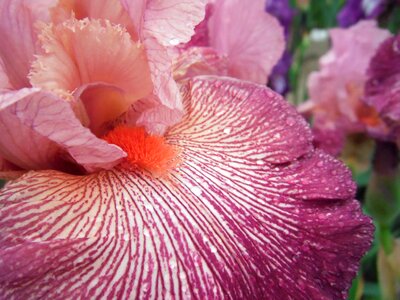 Flowers iris german iris photo