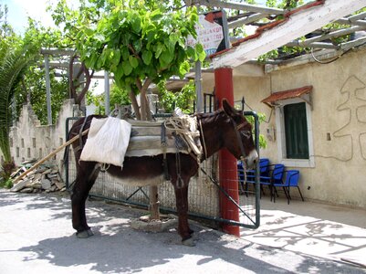 Greece vacations pet