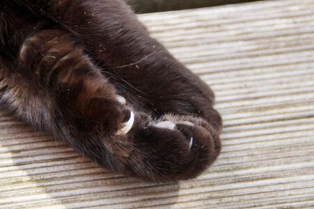 Cat's paw ten animal