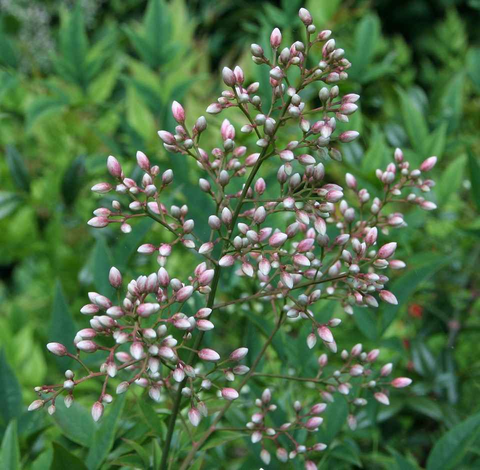 Plant natural blossom