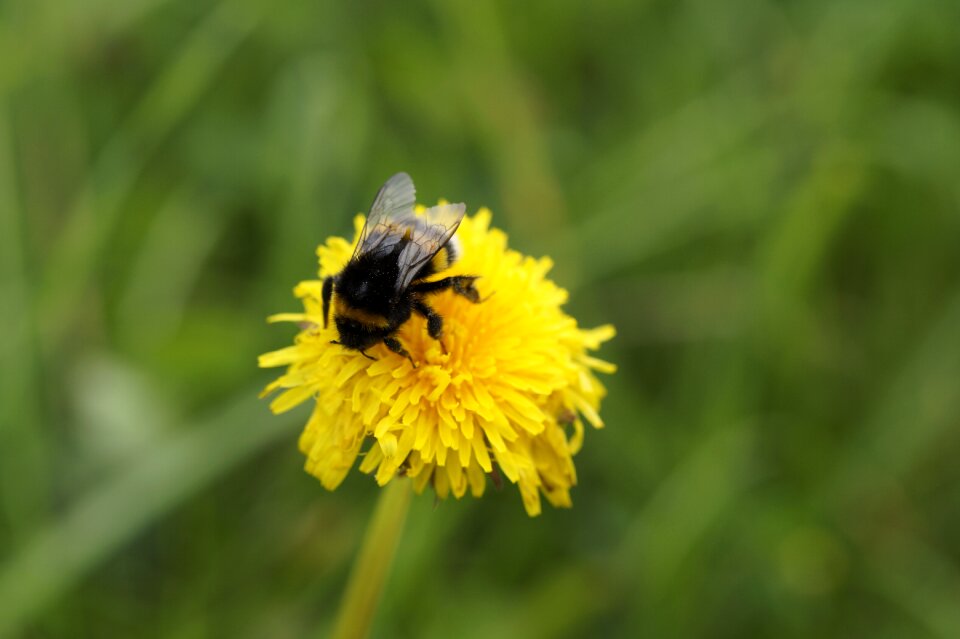 Bloom insect close up