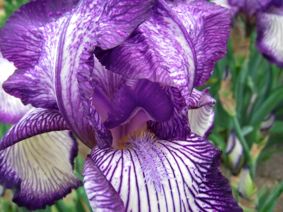 Flowers iris german iris