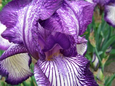 Flowers iris german iris