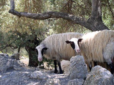 Sheep animals olive trees photo