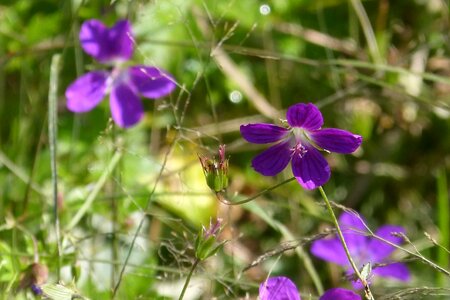 Bloom violet tender photo