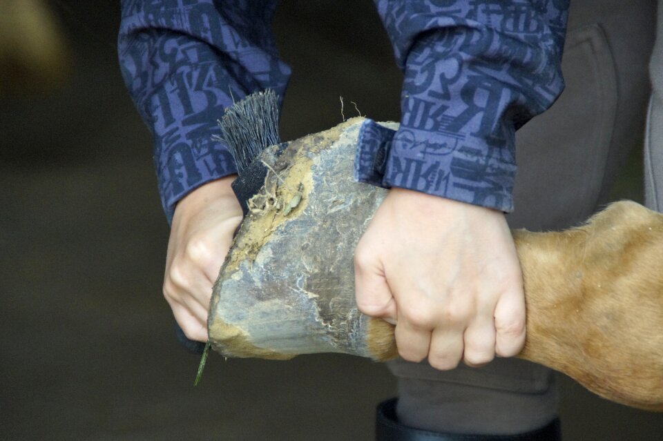 Horse huf horse hoof