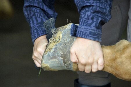Horse huf horse hoof