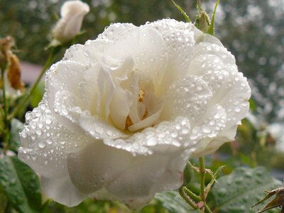 White rose bloom romantic