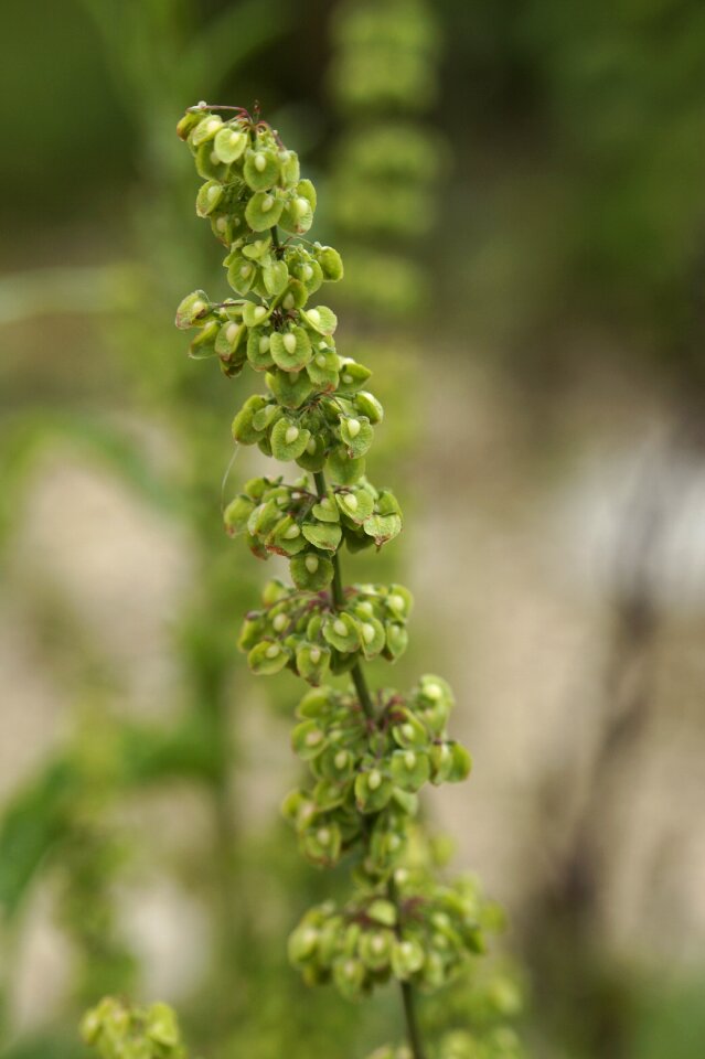 Seeds meadows sauerampfer flowering plant