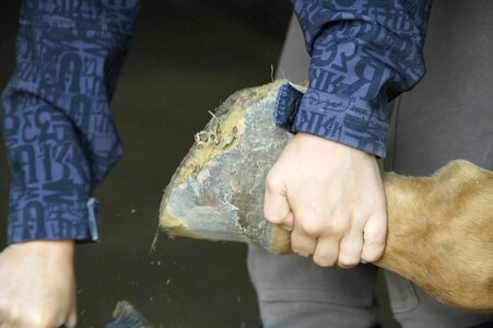 Horse huf horse hoof photo